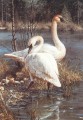 swans in water birds
